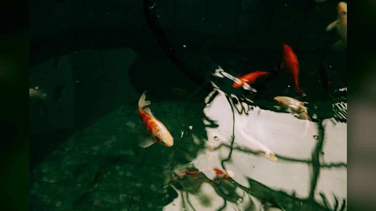 Top 10 Aquarium Surface Skimmers in 2027