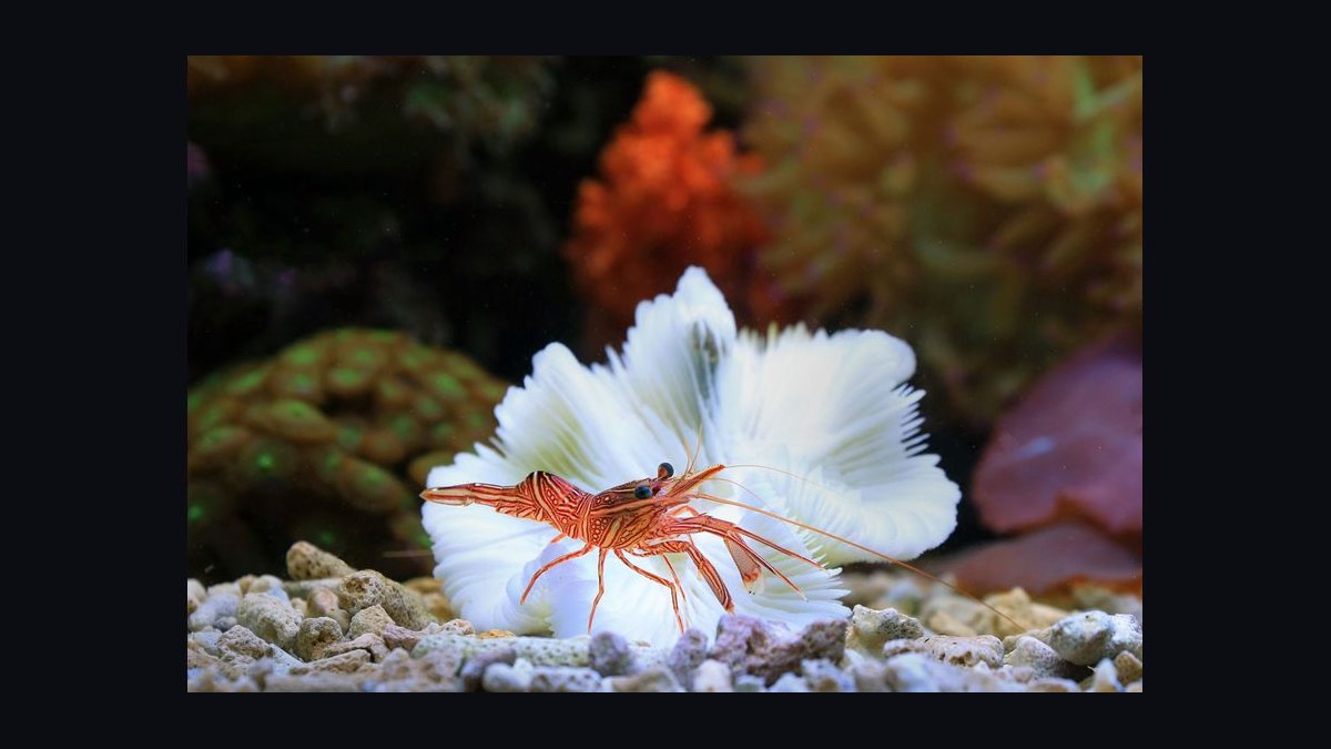 How do you set up a shrimp-only aquarium — figure 1