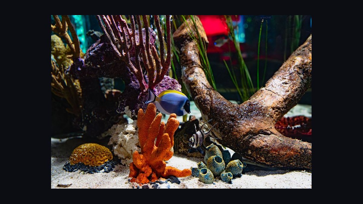 How do you set up a shrimp-only aquarium — figure 10