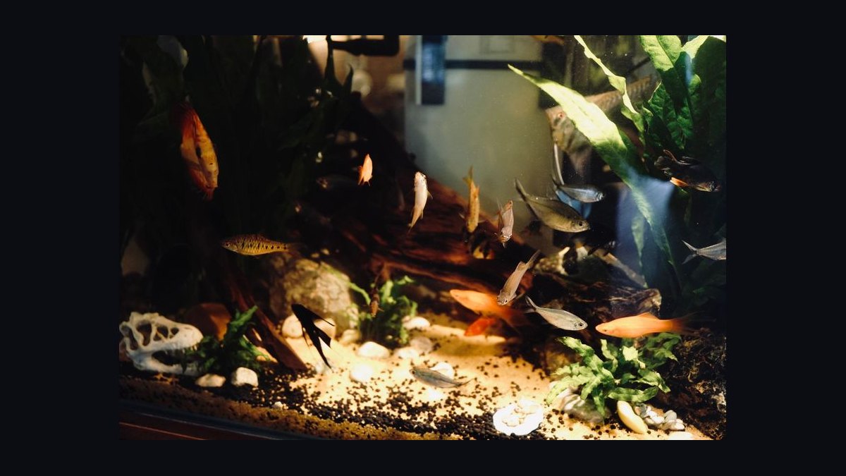 How do you set up a shrimp-only aquarium — figure 2