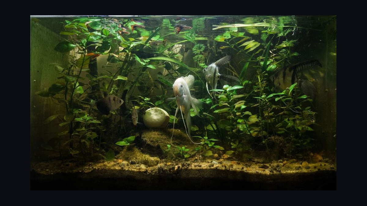 How do you set up a shrimp-only aquarium — figure 4
