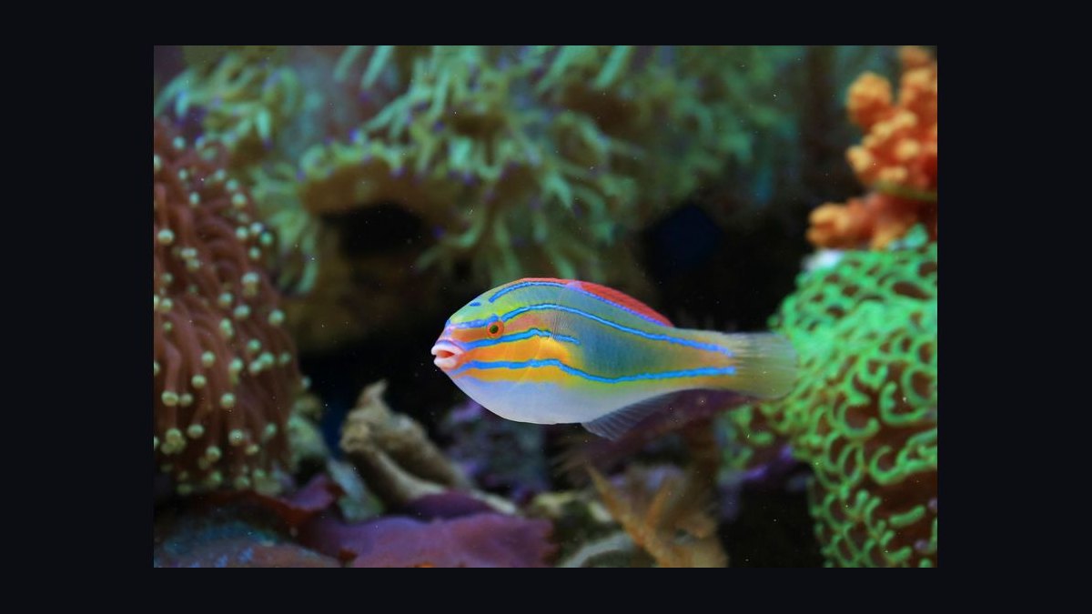 How do you set up a shrimp-only aquarium — figure 5