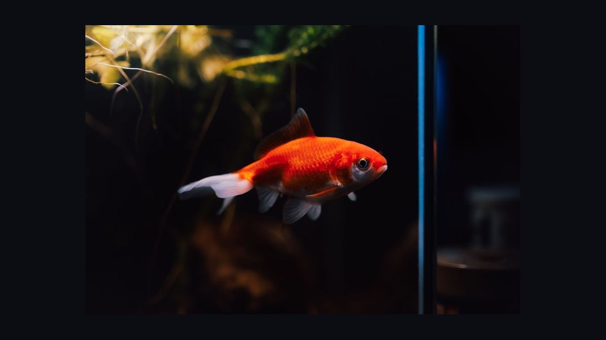 How do you set up a shrimp-only aquarium — figure 6