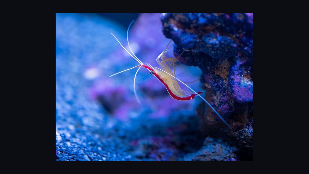 How do you set up a shrimp-only aquarium — figure 7