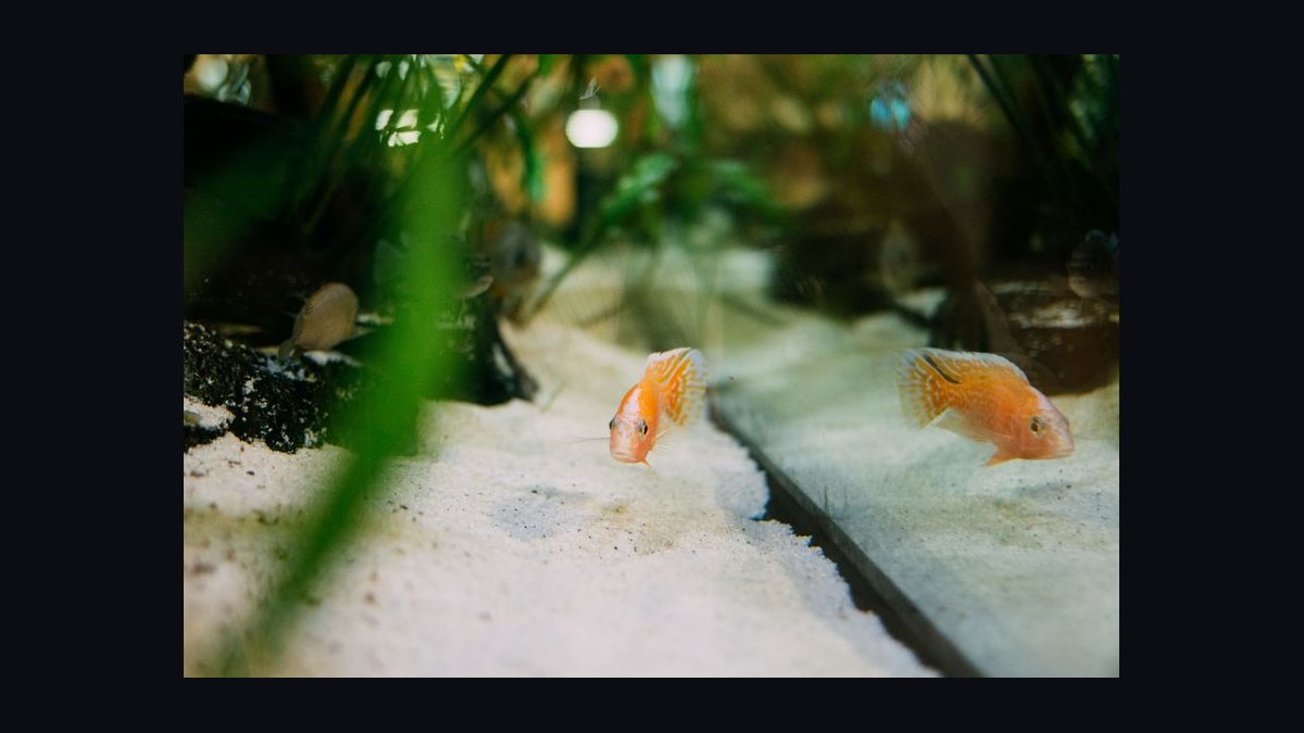 How do you set up a shrimp-only aquarium — figure 8