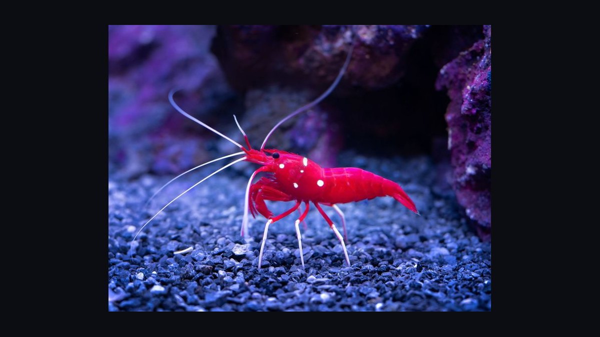 How do you set up a shrimp-only aquarium — figure 9