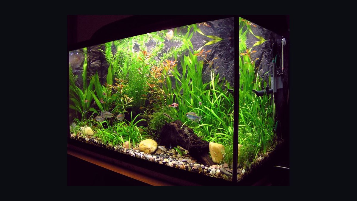 How do you set up a shrimp-only aquarium?