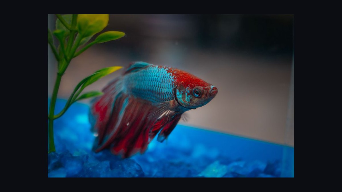 How do you treat fin rot in aquarium fish — figure 1