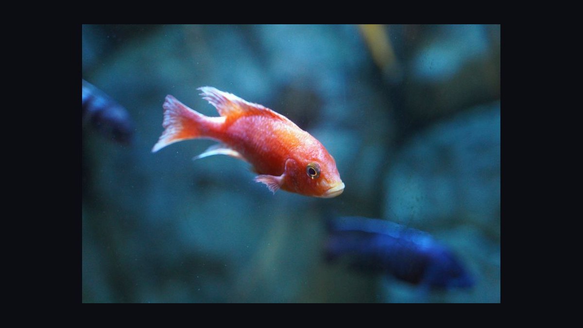 How do you treat fin rot in aquarium fish — figure 10