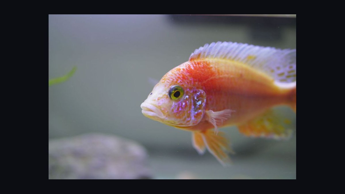 How do you treat fin rot in aquarium fish — figure 3