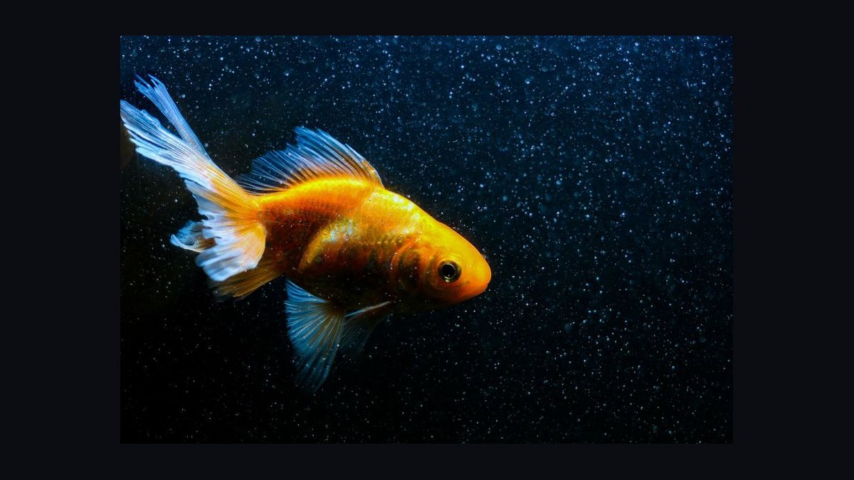 How do you treat fin rot in aquarium fish — figure 4