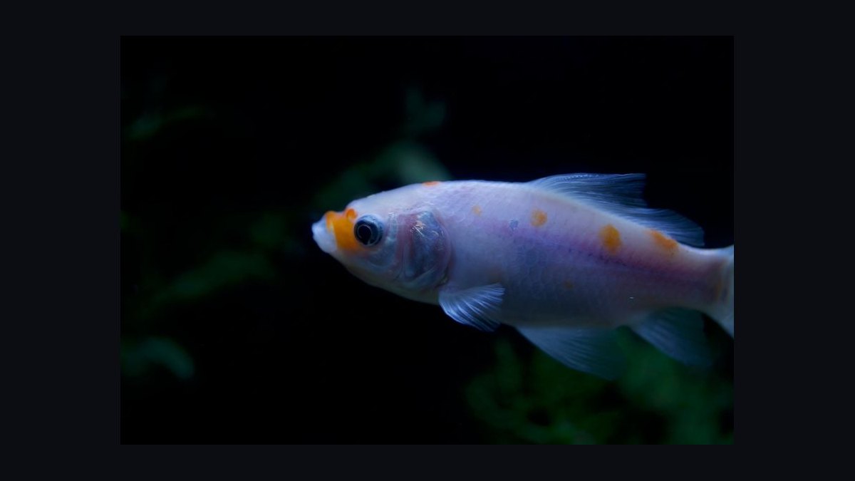 How do you treat fin rot in aquarium fish — figure 5
