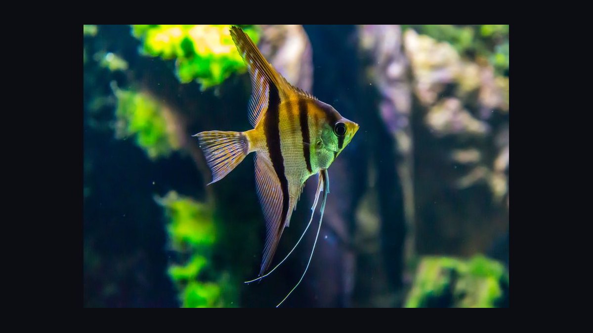 How do you treat fin rot in aquarium fish — figure 6