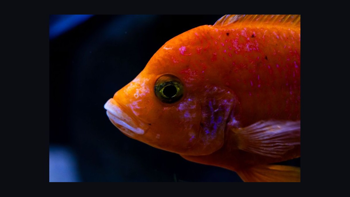 How do you treat fin rot in aquarium fish — figure 7
