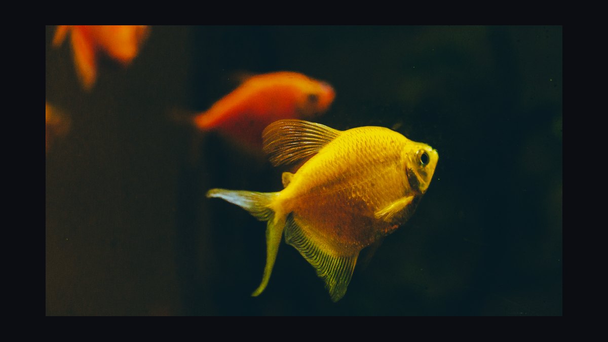How do you treat fin rot in aquarium fish — figure 8