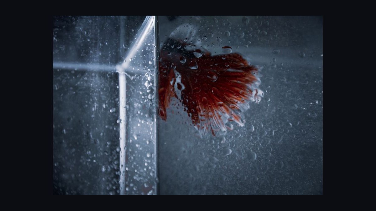 How do you treat fin rot in aquarium fish — figure 9