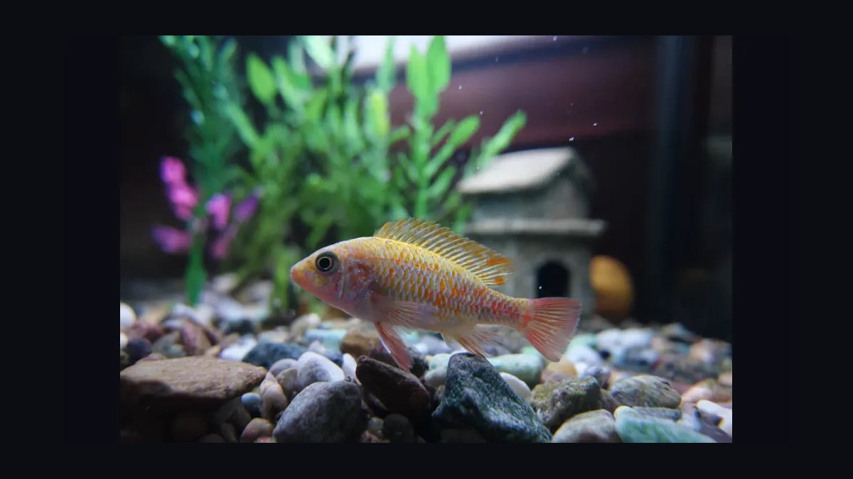 How do you treat fin rot in aquarium fish?