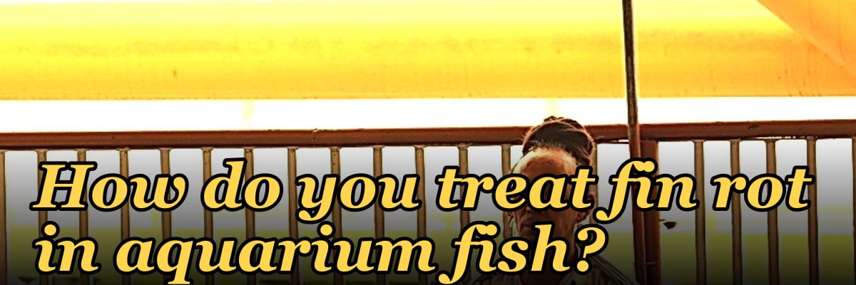 How do you treat fin rot in aquarium fish?