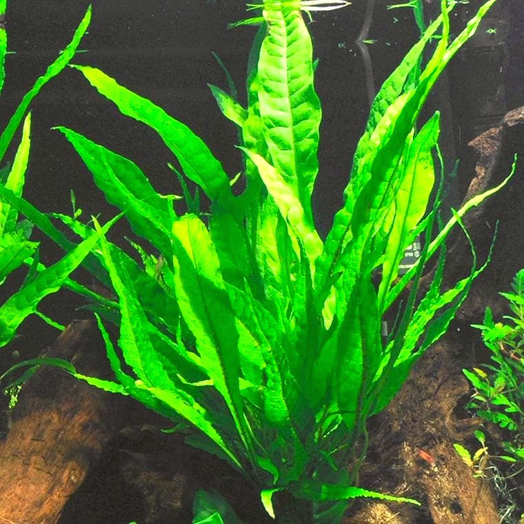 Java Fern (Microsorum pteropus)