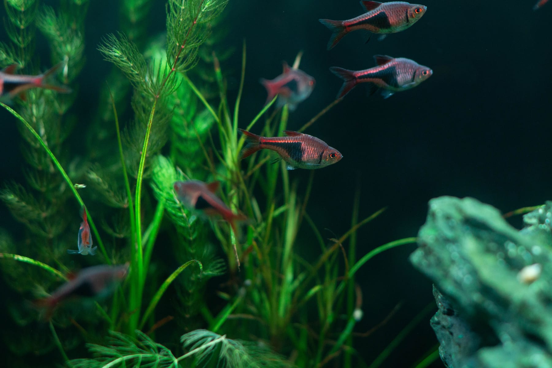Top 10 Freshwater Aquarium Plants for Beginners — figure 1