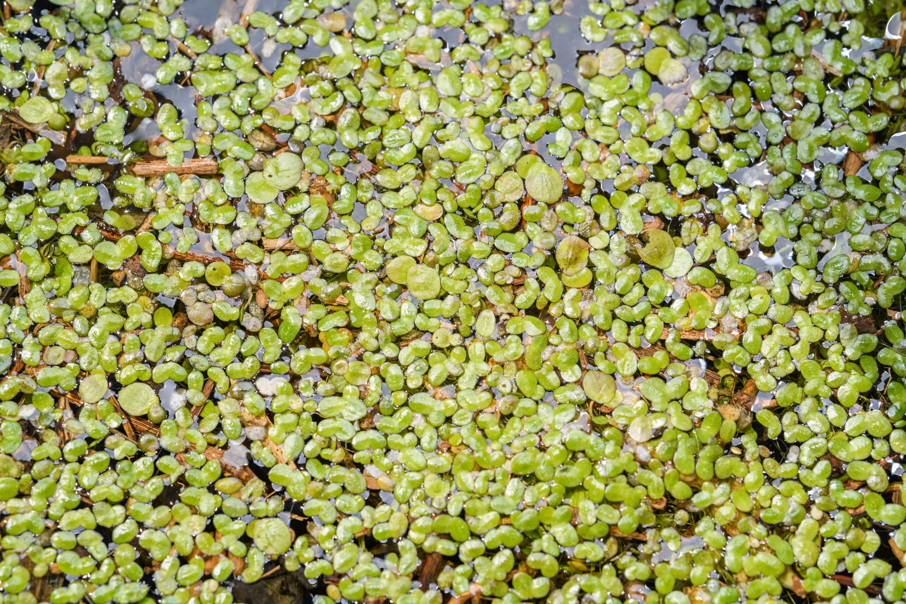 Top 10 Freshwater Aquarium Plants for Beginners — figure 10