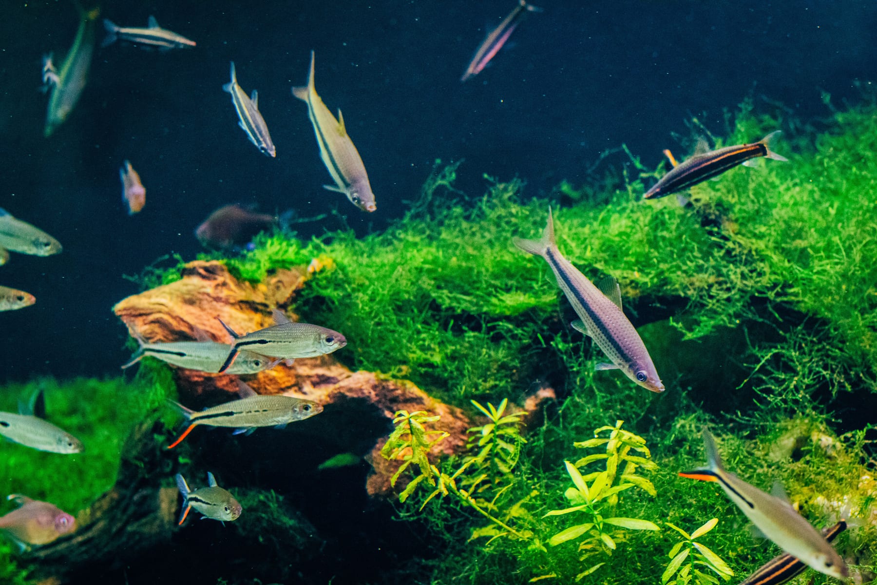 Top 10 Freshwater Aquarium Plants for Beginners — figure 2