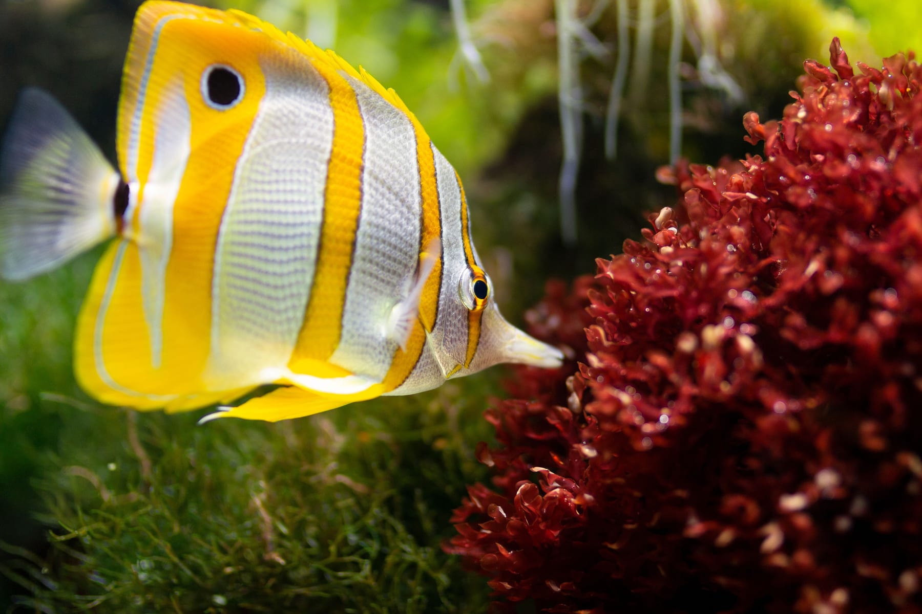 Top 10 Freshwater Aquarium Plants for Beginners — figure 3