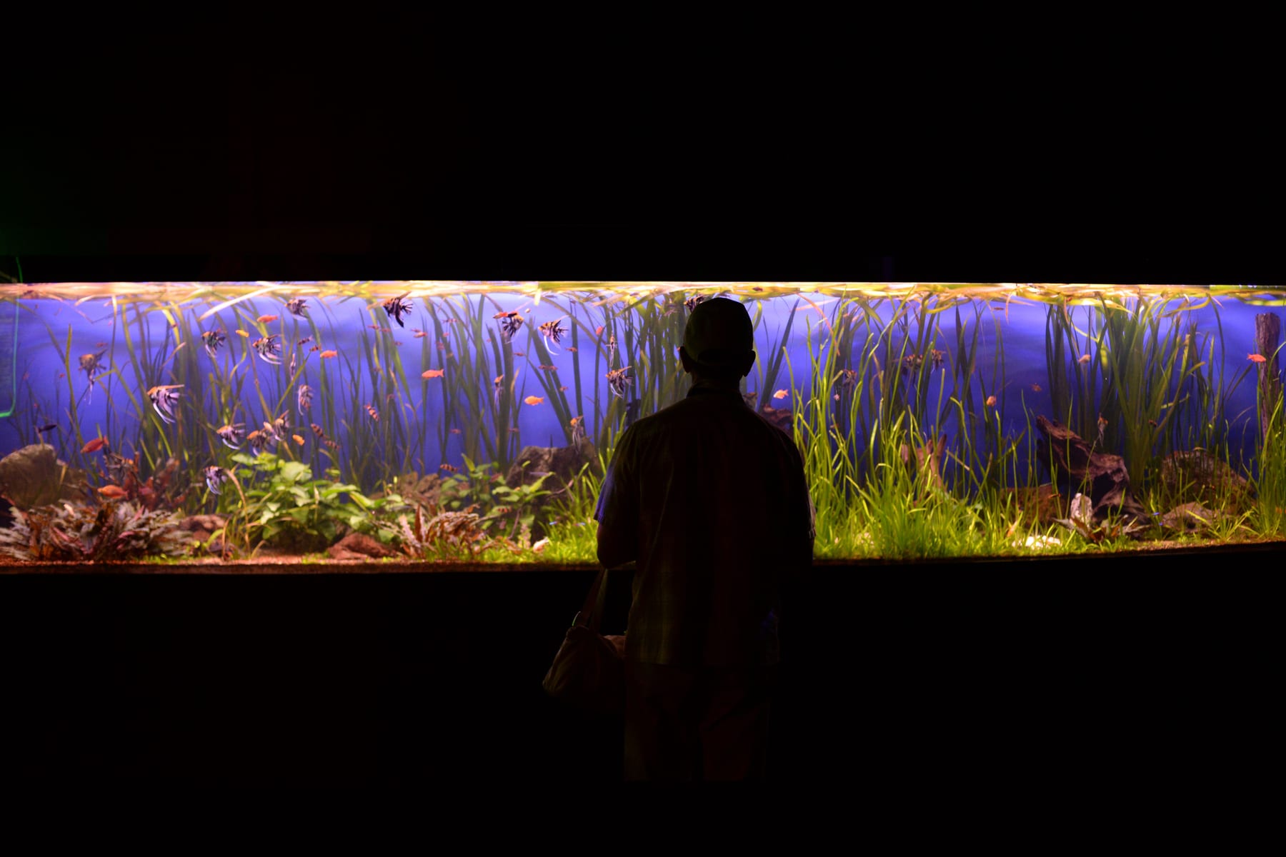 Top 10 Freshwater Aquarium Plants for Beginners — figure 4
