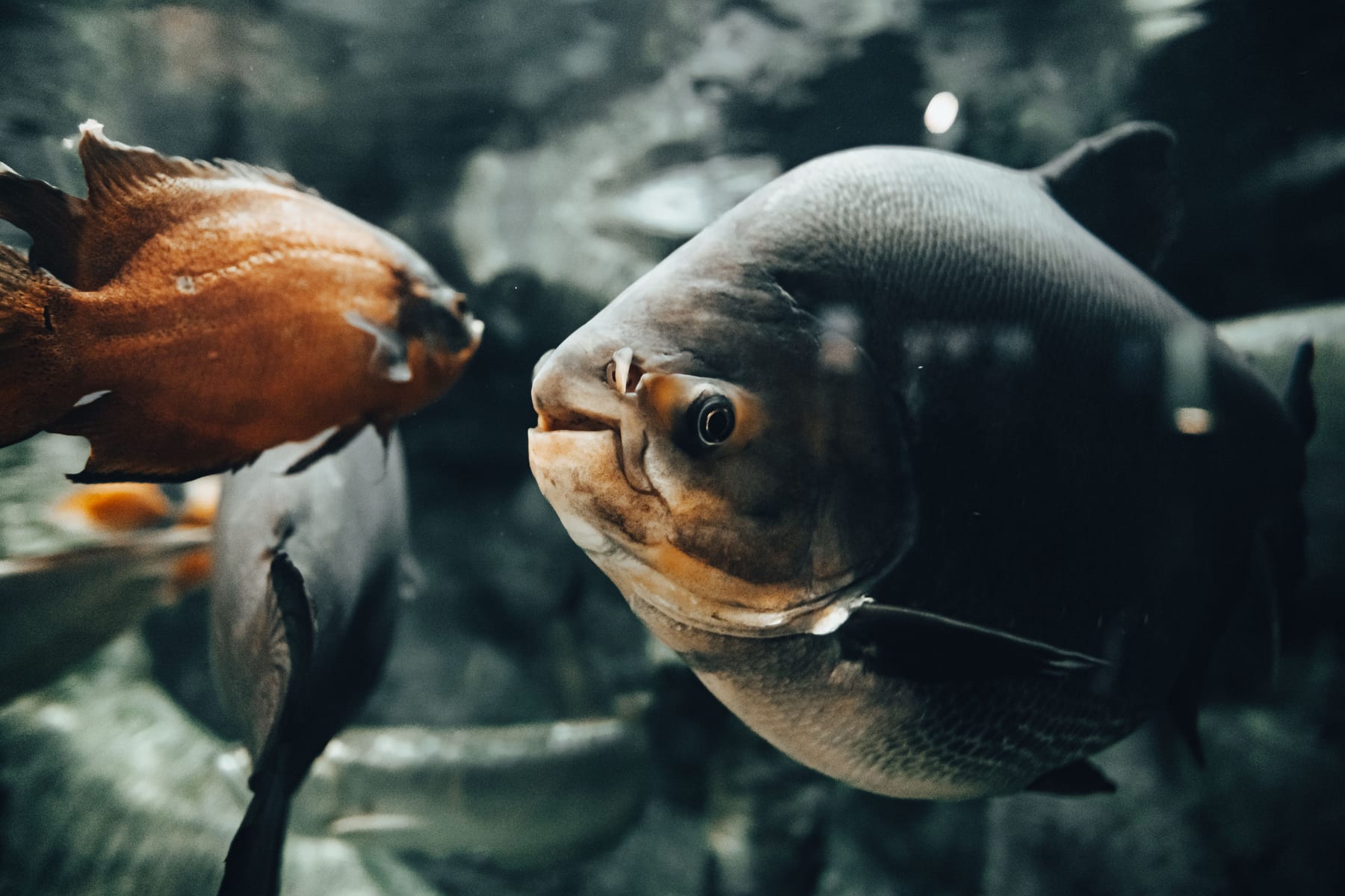 Top 10 Freshwater Aquarium Plants for Beginners — figure 5