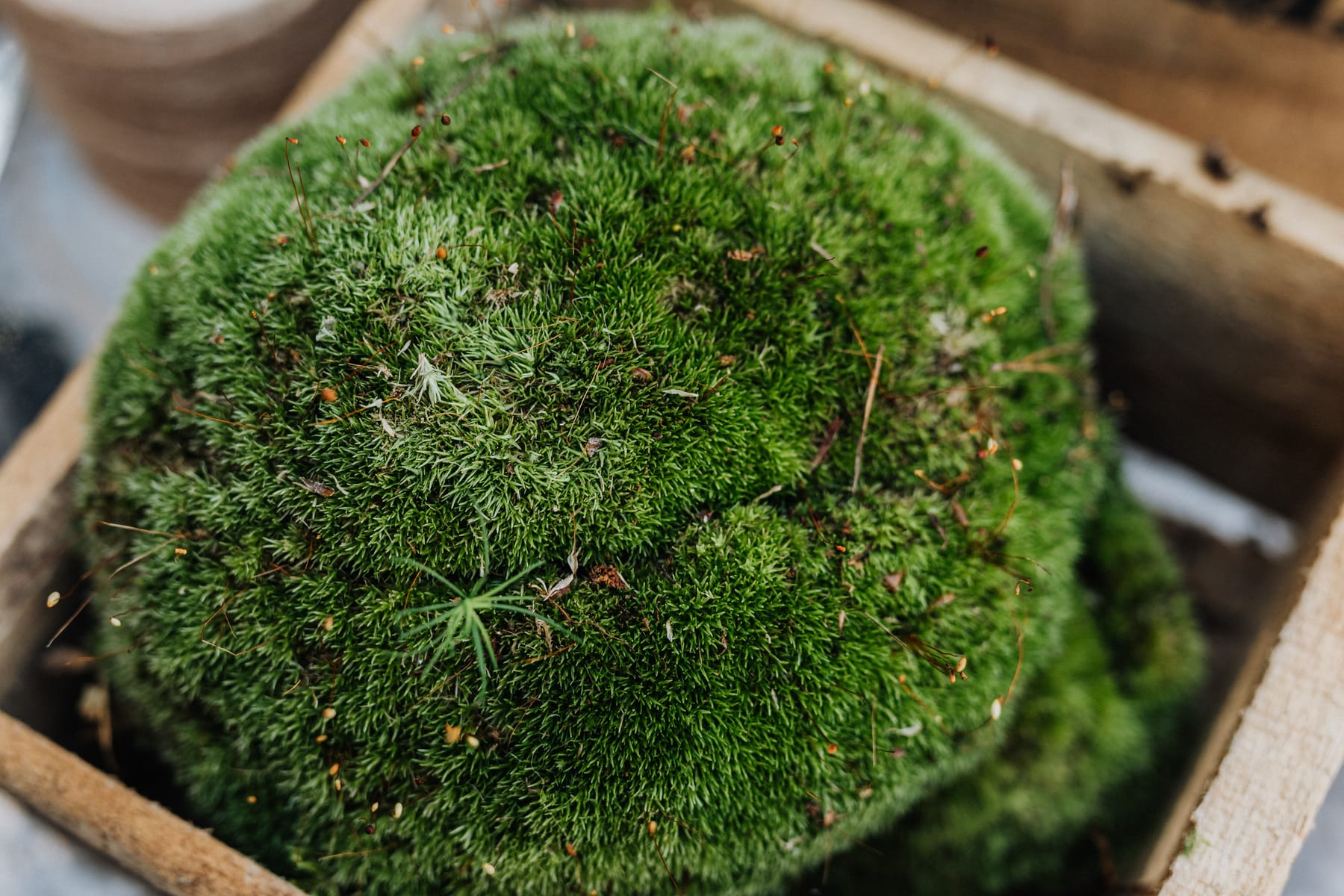 Top 10 Freshwater Aquarium Plants for Beginners — figure 6