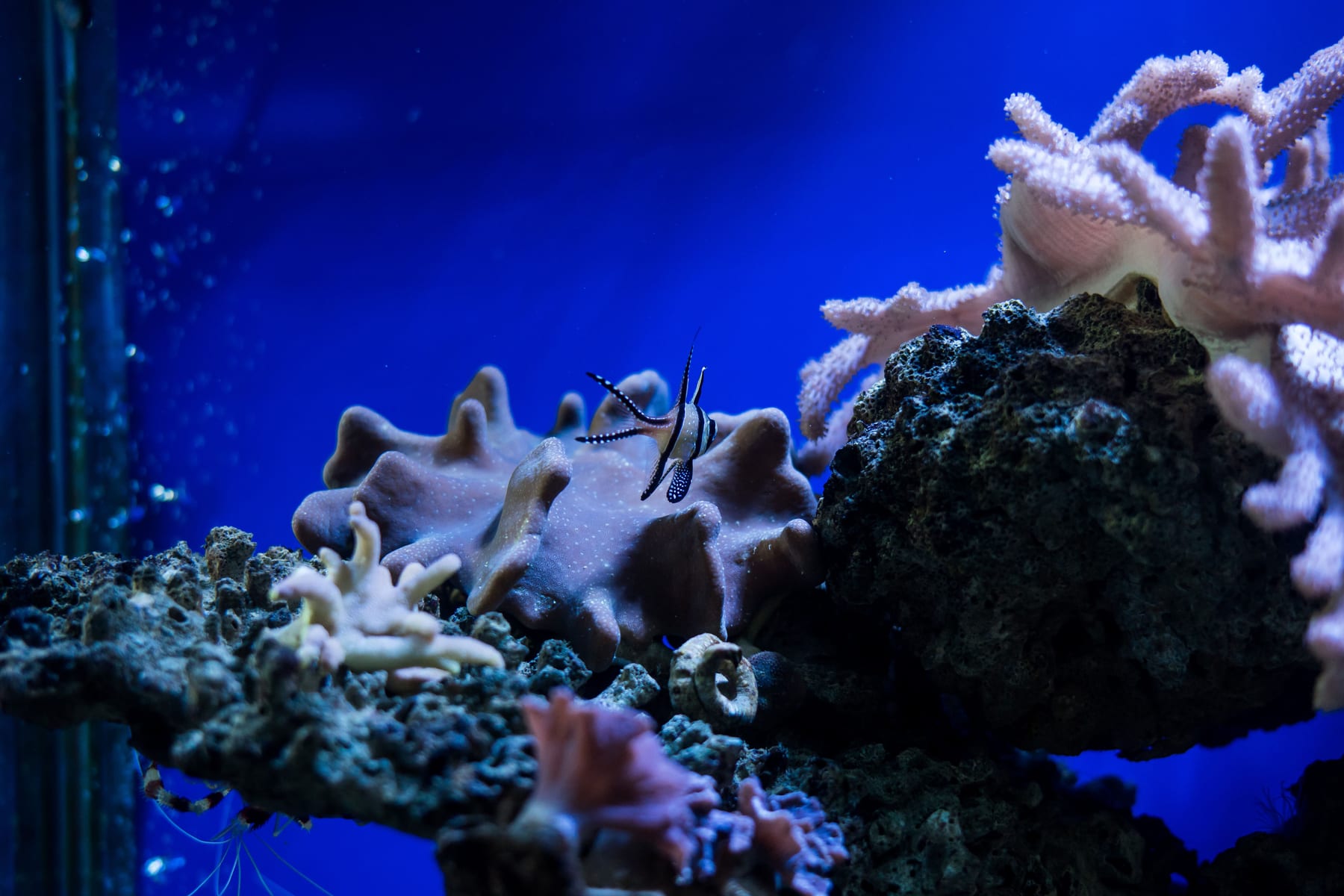 Top 10 Freshwater Aquarium Plants for Beginners — figure 7