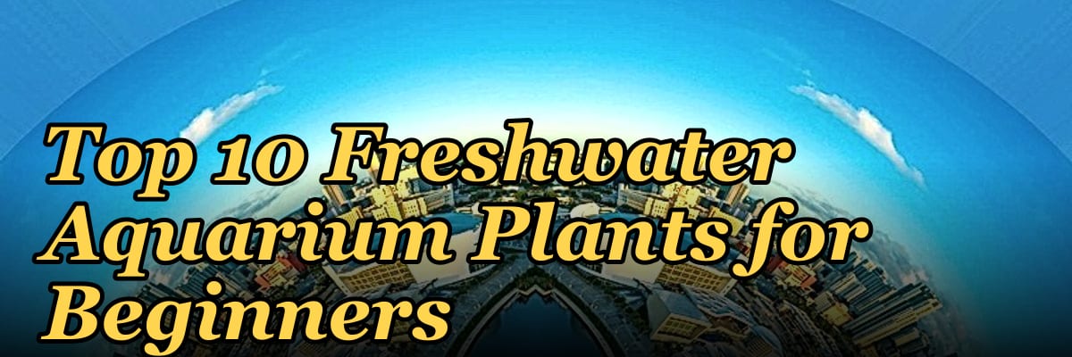 Top 10 Freshwater Aquarium Plants for Beginners