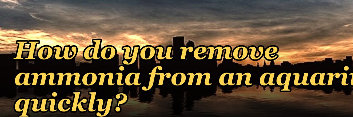 How do you remove ammonia from an aquarium quickly?