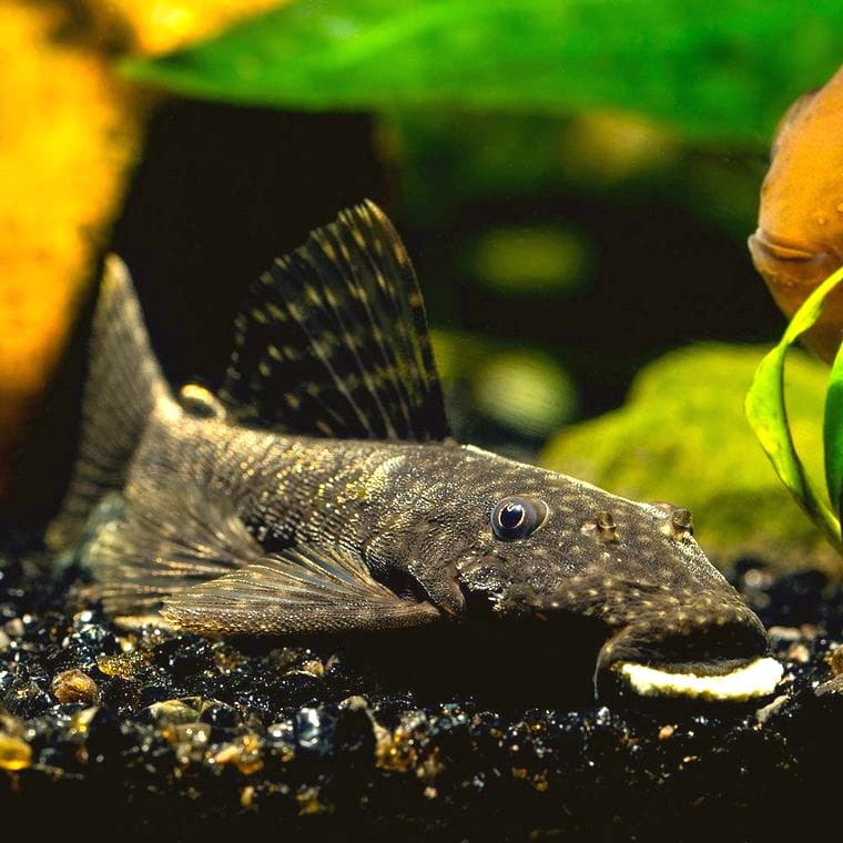 Bristlenose Pleco (Ancistrus cf. cirrhosus)
