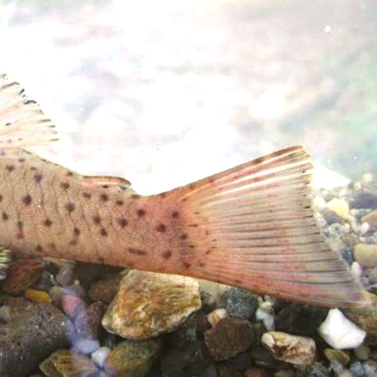 Rubber Lip Pleco (Chaetostoma milesi)