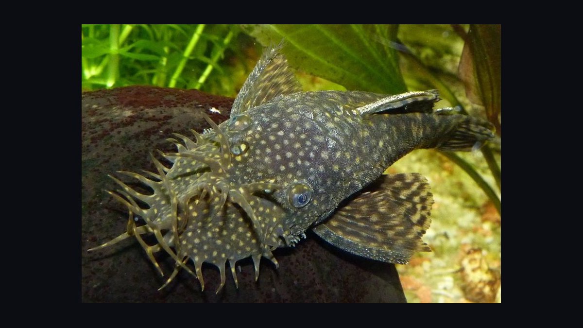 Top 10 Pleco Species for Freshwater Aquariums in 2027 — figure 1
