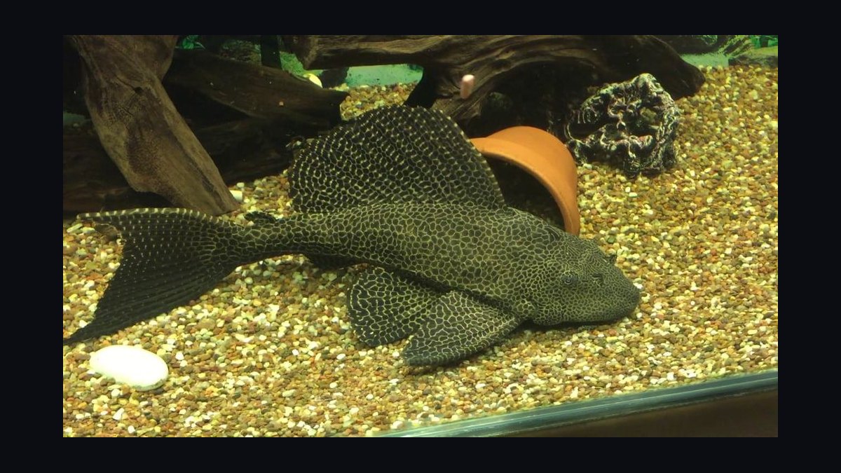 Top 10 Pleco Species for Freshwater Aquariums in 2027 — figure 10