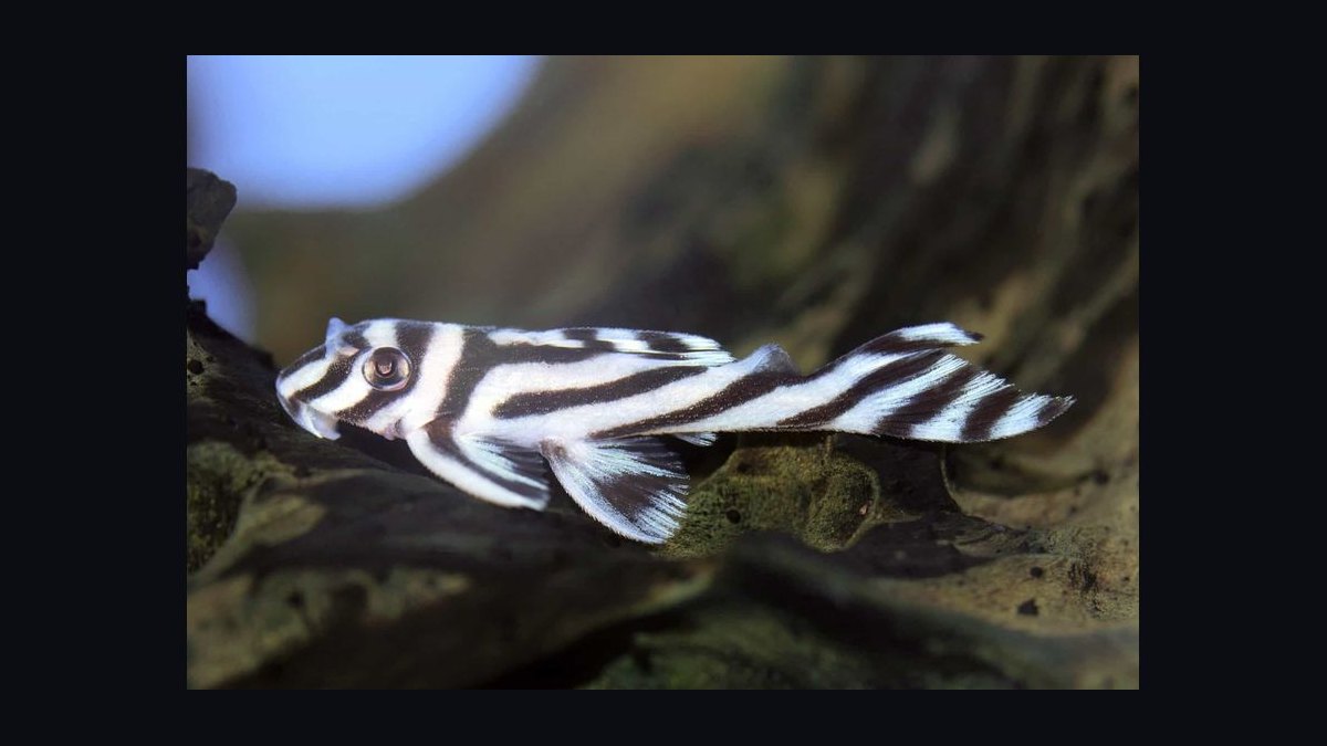 Top 10 Pleco Species for Freshwater Aquariums in 2027 — figure 2