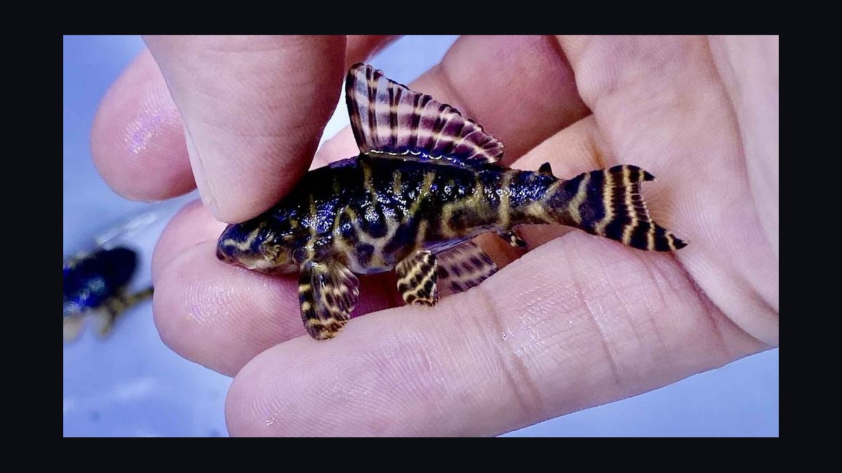 Top 10 Pleco Species for Freshwater Aquariums in 2027 — figure 3