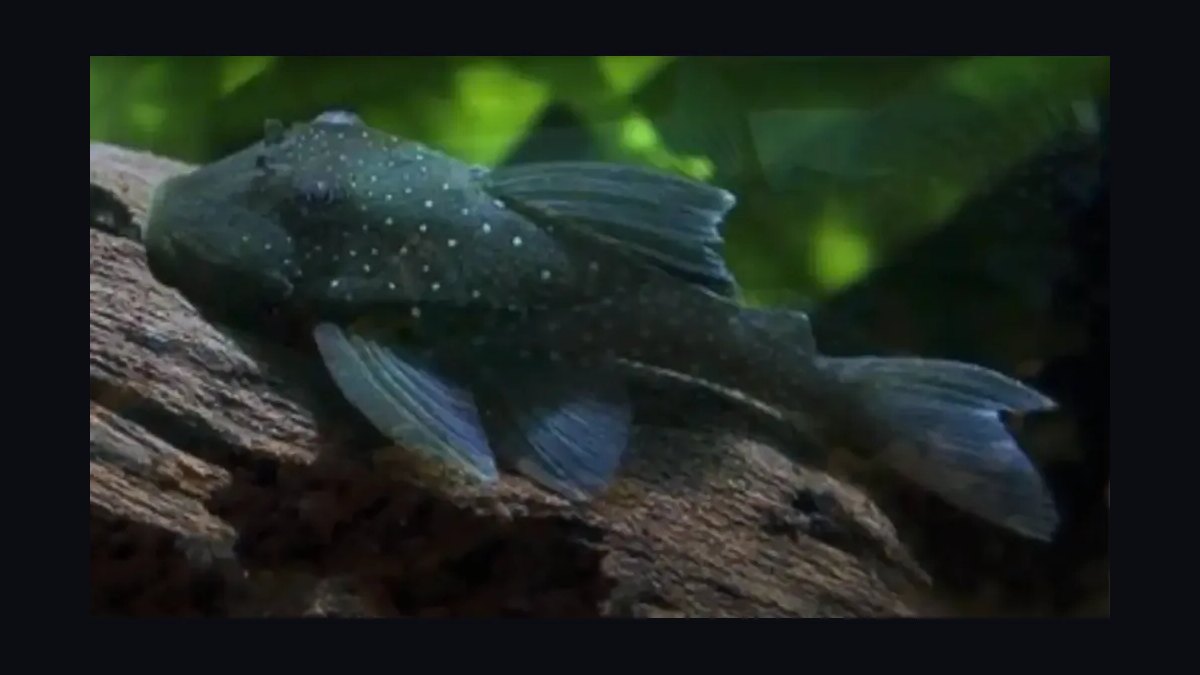 Top 10 Pleco Species for Freshwater Aquariums in 2027 — figure 4
