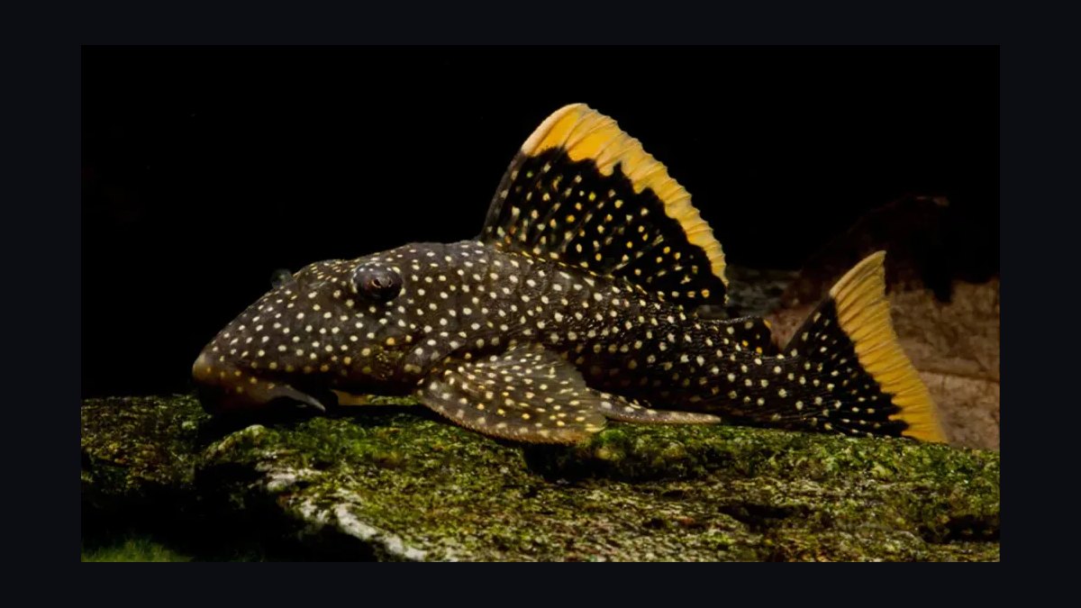 Top 10 Pleco Species for Freshwater Aquariums in 2027 — figure 5