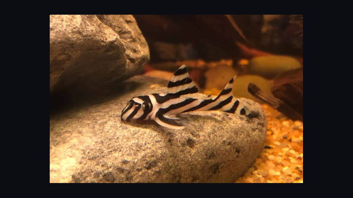 Top 10 Pleco Species for Freshwater Aquariums in 2027 — figure 6