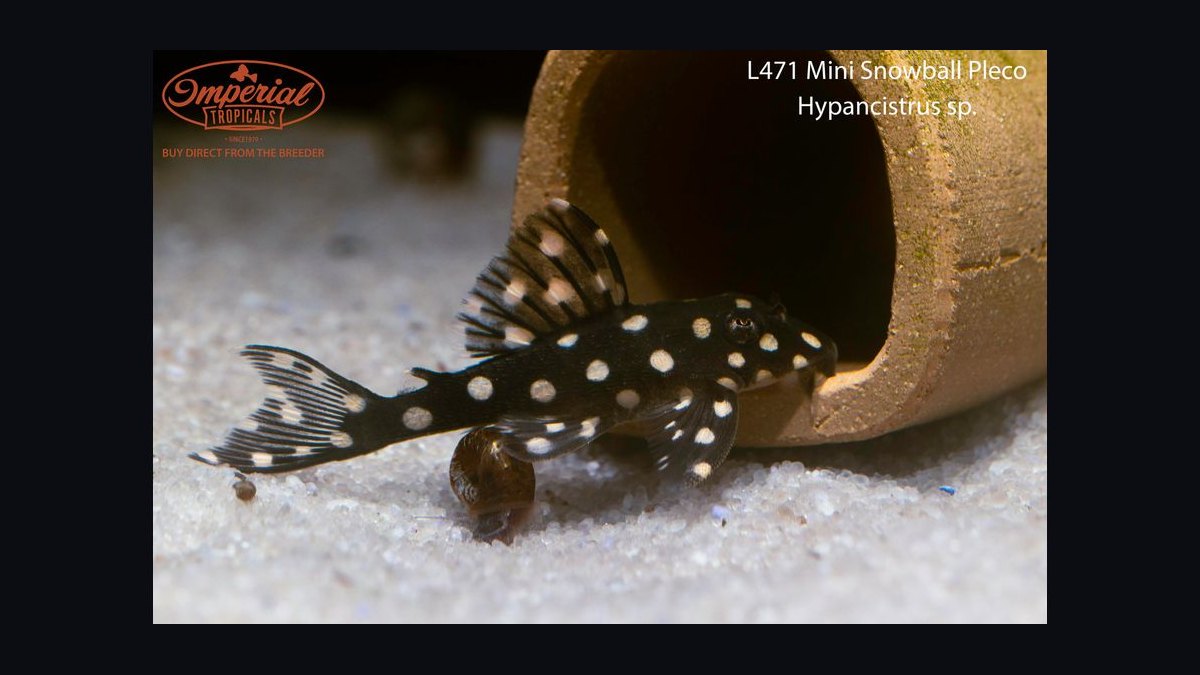 Top 10 Pleco Species for Freshwater Aquariums in 2027 — figure 7