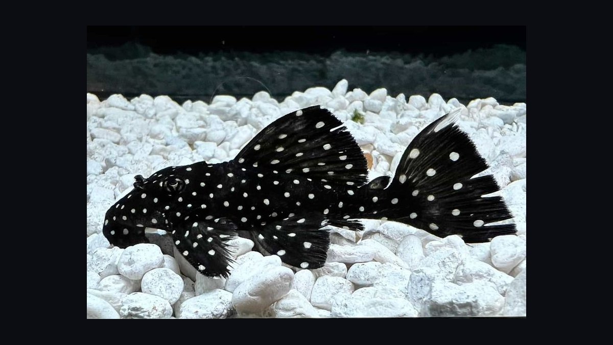 Top 10 Pleco Species for Freshwater Aquariums in 2027 — figure 8