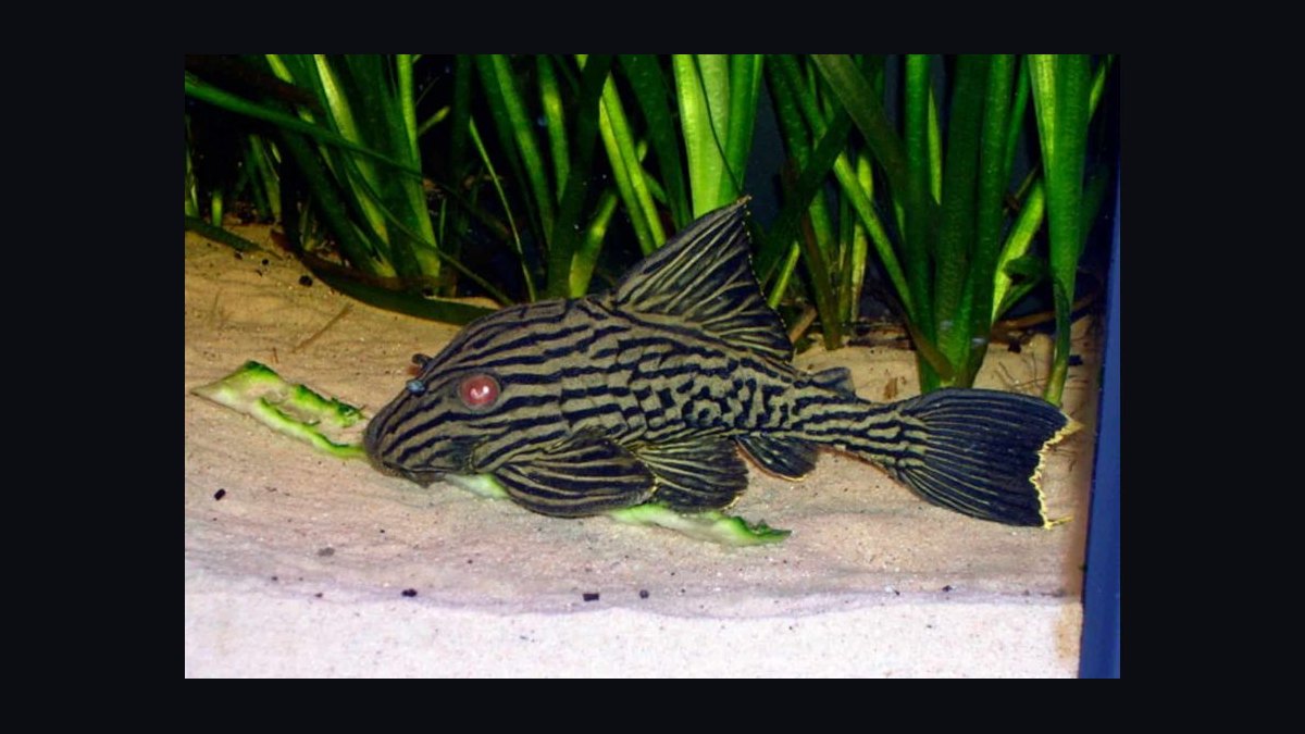 Top 10 Pleco Species for Freshwater Aquariums in 2027 — figure 9