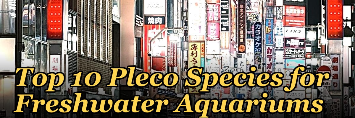 Top 10 Pleco Species for Freshwater Aquariums