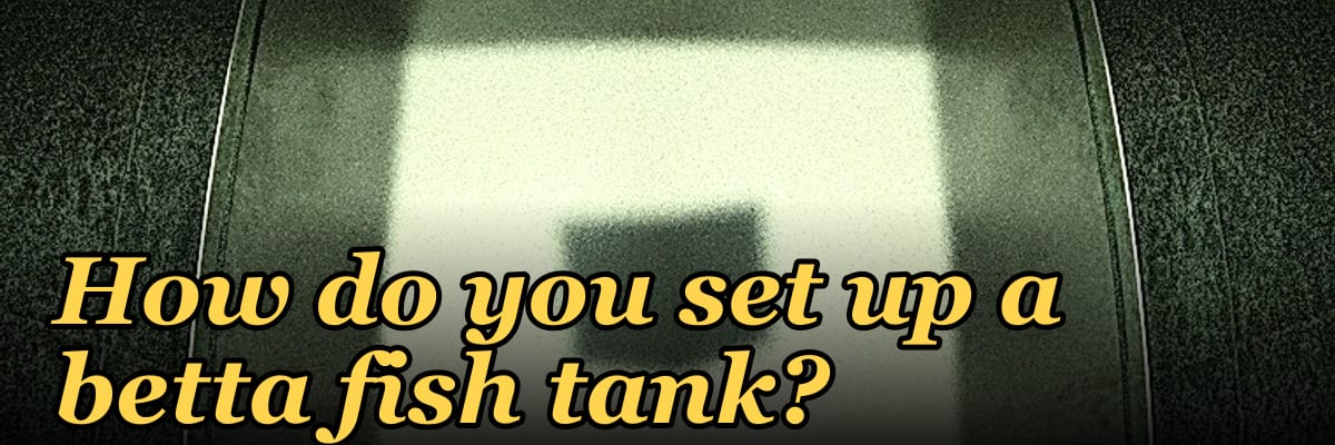 How do you set up a betta fish tank?