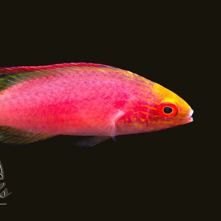 Red-Banded Wrasse (*Cirrhilabrus rubrimarginatus*)