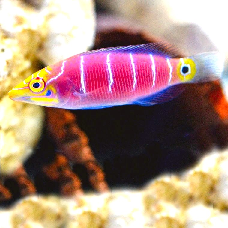 Mystery Wrasse (*Pseudocheilinus ocellatus*)