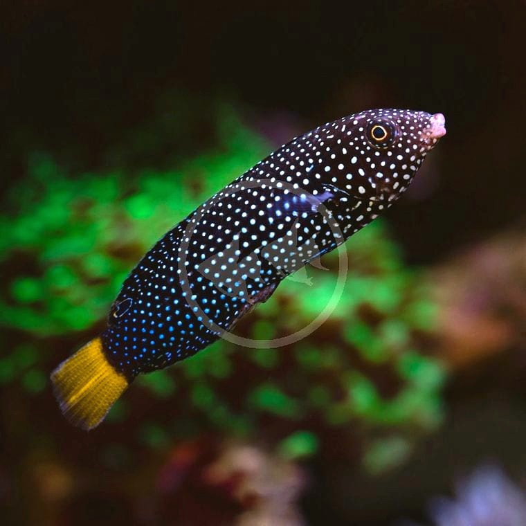 Yellowtail Tamarin Wrasse (*Anampses meleagrides*)